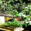 වැඩිහිටි ගෙවතු වගා වැඩසටහන -  2018