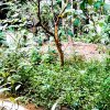 වැඩිහිටි ගෙවතු වගා වැඩසටහන 2018